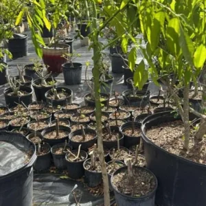 Dwarf June Plum Live Plant - Ambarella Fruit Tree, 3 Gallon Pot, Tropical - Image 6