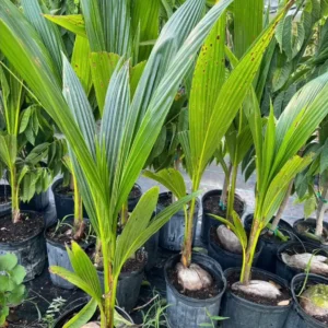 Dwarf Malayan Coconut Live Plant - 3ft Tall Tropical Coconut Tree - Image 2