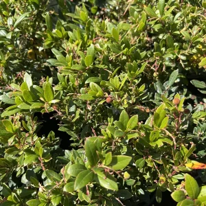 Dwarf Marina Strawberry Tree Live Plant – 1ft Tall – 6 inch Pot – Outdoor Evergreen - Image 1