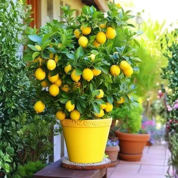 Dwarf Meyer Lemon Tree Live Plant – 2-3 Feet Tall in 2 Gallon Pot – Indoor/Outdoor Citrus - Image 7