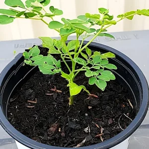 Dwarf Moringa Live Plant – 8-14 inch Organic Tree in Half Gallon Pot - Image 3