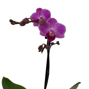 Dwarf Moth Orchid Plant - Phalaenopsis Live Plant - 3.5 inch Pot - Indoor - Image 2