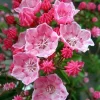 Dwarf Mountain Laurel Live Plant - Kalmia latifolia - 4 inch Pot - Outdoor Shrub - Image 1