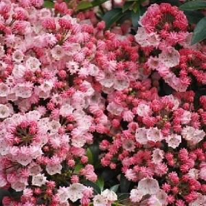 Dwarf Mountain Laurel Live Plant - Kalmia latifolia - 4 inch Pot - Outdoor Shrub - Image 2