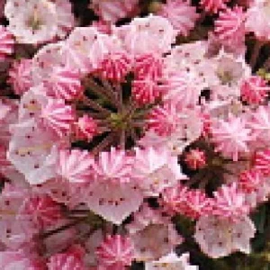 Dwarf Mountain Laurel Live Plant - Kalmia latifolia - 4 inch Pot - Outdoor Shrub - Image 4