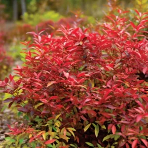 Dwarf Nandina 'Firepower' Live Plant – 2.5