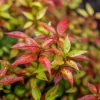 Dwarf Nandina 'Firepower' Live Plant – 2.5" Pot, 6-9" Tall – Outdoor Shrub - Image 1