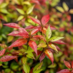 Dwarf Nandina 'Firepower' Live Plant – 2.5