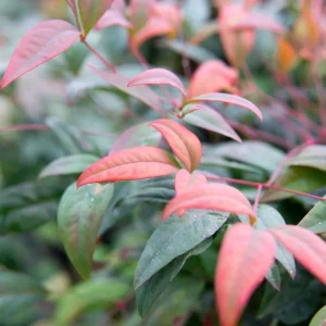 Dwarf Nandina 'Firepower' Live Plant – 2.5