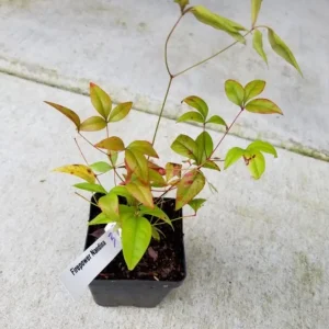 Dwarf Nandina 'Firepower' Live Plant – 2.5