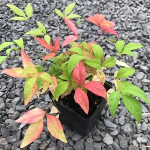 Dwarf Nandina 'Firepower' Live Plant – 2.5