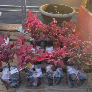 Dwarf Nandina 'Firepower' Live Plant – 2.5