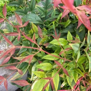 Dwarf Nandina Live Plant – Evergreen Shrub, Red Berries, 6-12 inches Tall, Outdoor - Image 3