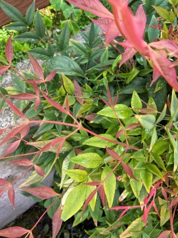 Dwarf Nandina Live Plant – Evergreen Shrub, Red Berries, 6-12 inches Tall, Outdoor - Image 3