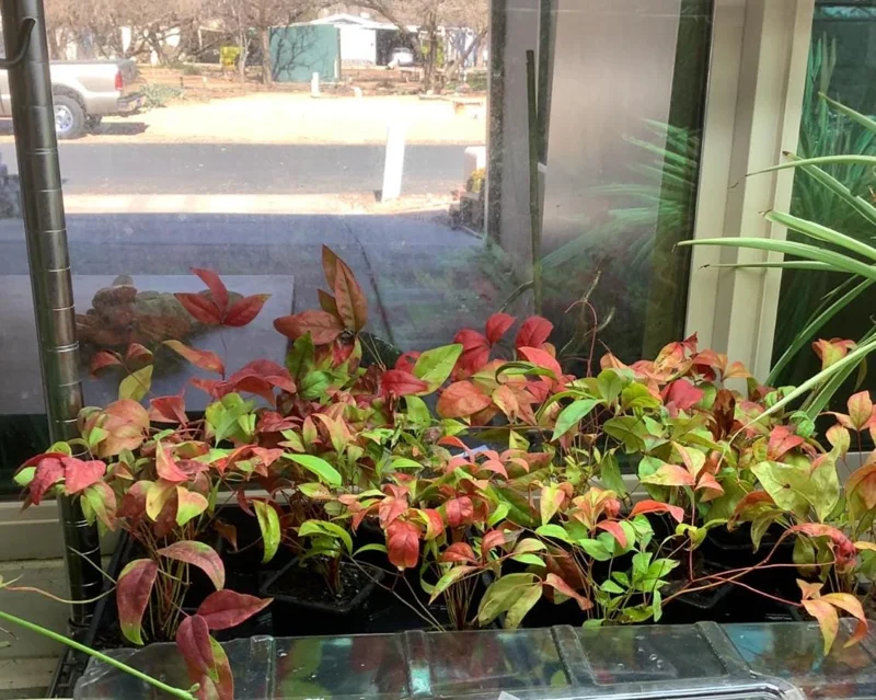 Dwarf Nandina Live Plant – Evergreen Shrub, Red Berries, 6-12 inches Tall, Outdoor - Image 4