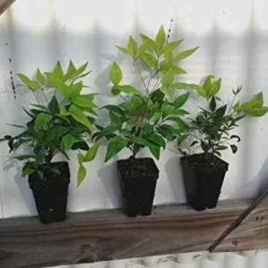 Dwarf Nandina Live Plant – Evergreen Shrub, Red Berries, 6-12 inches Tall, Outdoor - Image 5