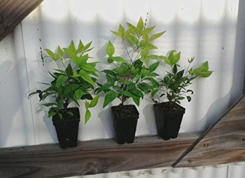 Dwarf Nandina Live Plant – Evergreen Shrub, Red Berries, 6-12 inches Tall, Outdoor - Image 5