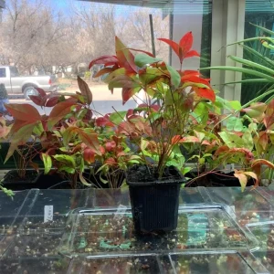 Dwarf Nandina Live Plant – Evergreen Shrub, Red Berries, 6-12 inches Tall, Outdoor - Image 6