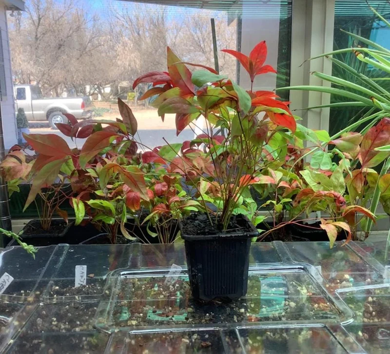 Dwarf Nandina Live Plant – Evergreen Shrub, Red Berries, 6-12 inches Tall, Outdoor - Image 6