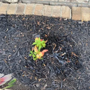 Dwarf Nandina Live Plant – Evergreen Shrub, Red Berries, 6-12 inches Tall, Outdoor - Image 7