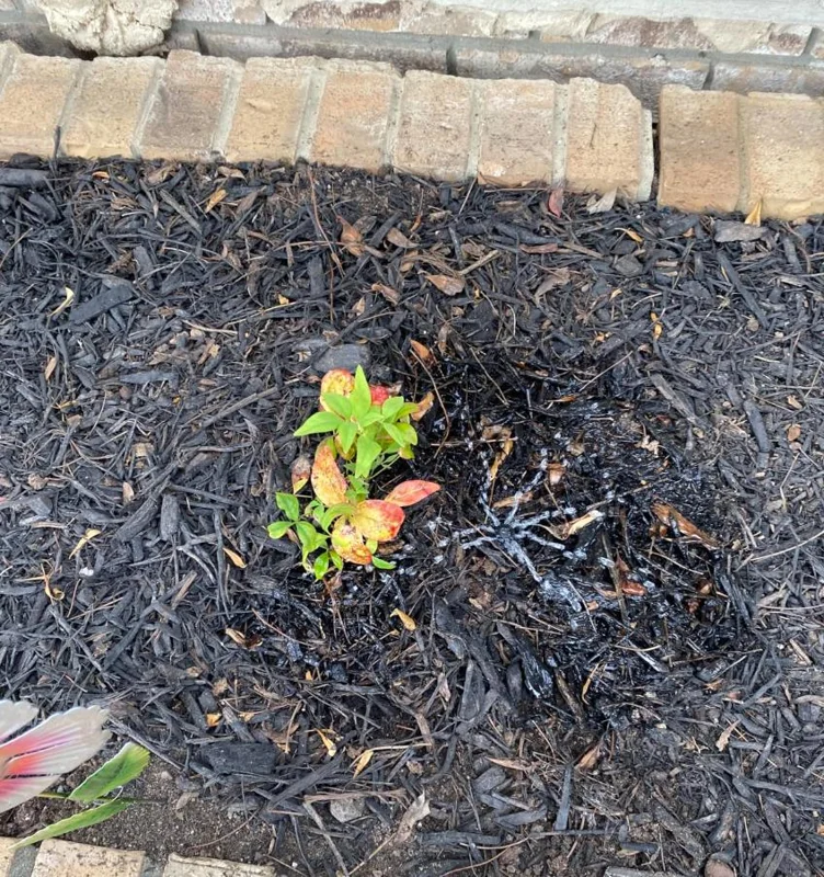 Dwarf Nandina Live Plant – Evergreen Shrub, Red Berries, 6-12 inches Tall, Outdoor - Image 7