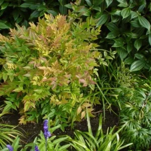 Dwarf Nandina Live Plant – Evergreen Shrub, Red Berries, 6-12 inches Tall, Outdoor - Image 8