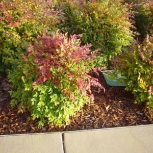 Dwarf Nandina Live Plant – Evergreen Shrub, Red Berries, 6-12 inches Tall, Outdoor - Image 1