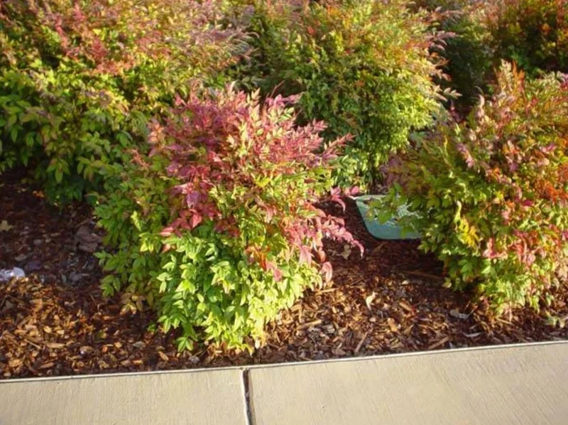 Dwarf Nandina Live Plant – Evergreen Shrub, Red Berries, 6-12 inches Tall, Outdoor - Image 1