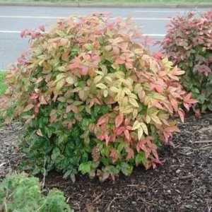 Dwarf Nandina Live Plants, 2-Pack, 2.5 inch Pot, Outdoor Shrub - Image 1