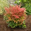 Dwarf Nandina Shrub Live Plant – 2.5 Inch Pot – Compact Outdoor Plant - Image 1