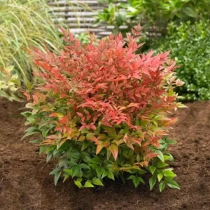 Dwarf Nandina Shrub Live Plant – 2.5 Inch Pot – Compact Outdoor Plant - Image 1