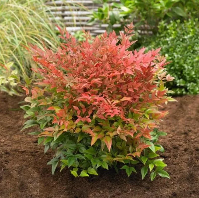 Dwarf Nandina Shrub Live Plant – 2.5 Inch Pot – Compact Outdoor Plant - Image 1