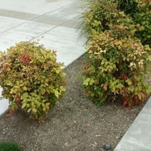 Dwarf Nandina Shrub Live Plant – 2.5 Inch Pot – Compact Outdoor Plant - Image 10
