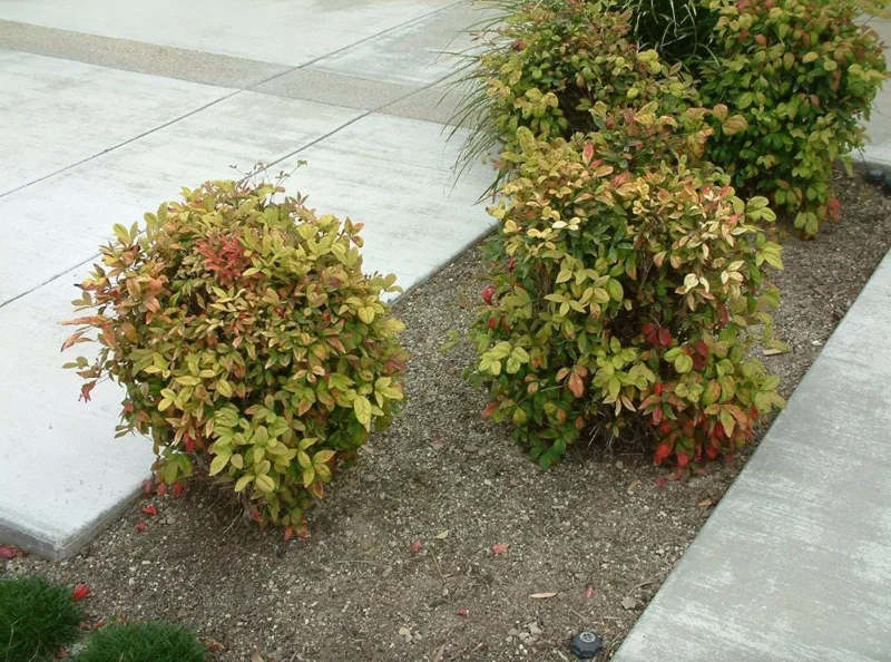 Dwarf Nandina Shrub Live Plant – 2.5 Inch Pot – Compact Outdoor Plant - Image 10