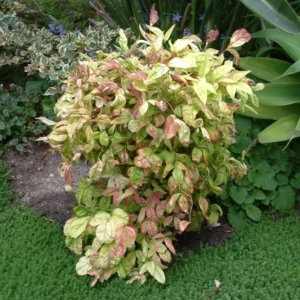 Dwarf Nandina Shrub Live Plant – 2.5 Inch Pot – Compact Outdoor Plant - Image 2