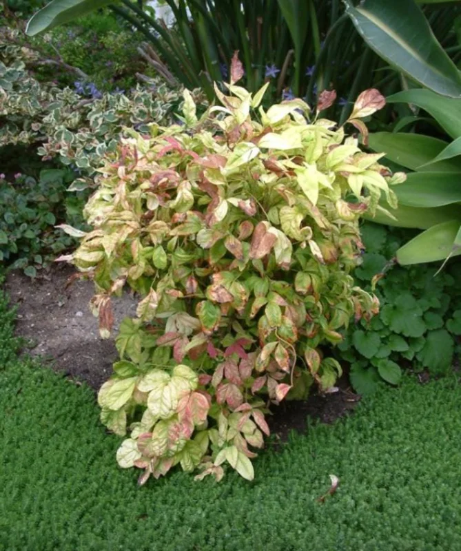 Dwarf Nandina Shrub Live Plant – 2.5 Inch Pot – Compact Outdoor Plant - Image 2