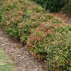 Dwarf Nandina Shrub Live Plant – 2.5 Inch Pot – Compact Outdoor Plant - Image 3