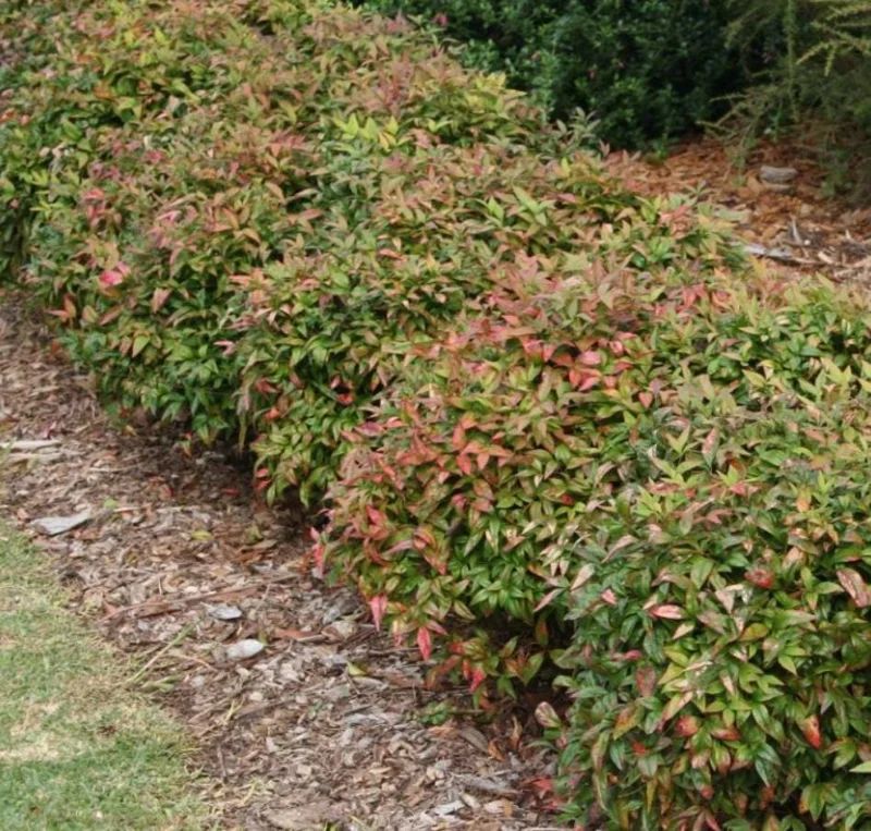 Dwarf Nandina Shrub Live Plant – 2.5 Inch Pot – Compact Outdoor Plant - Image 3
