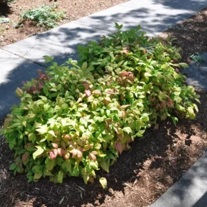 Dwarf Nandina Shrub Live Plant – 2.5 Inch Pot – Compact Outdoor Plant - Image 5