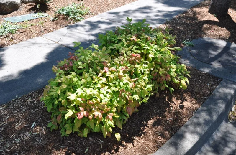 Dwarf Nandina Shrub Live Plant – 2.5 Inch Pot – Compact Outdoor Plant - Image 5