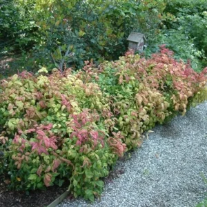 Dwarf Nandina Shrub Live Plant – 2.5 Inch Pot – Compact Outdoor Plant - Image 6