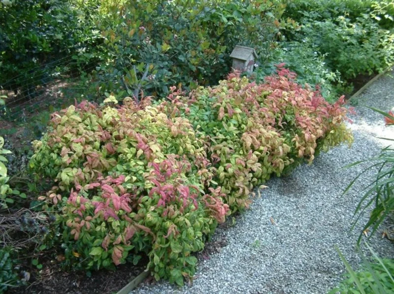 Dwarf Nandina Shrub Live Plant – 2.5 Inch Pot – Compact Outdoor Plant - Image 6