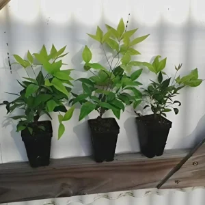 Dwarf Nandina Shrub Live Plant – 2.5 Inch Pot – Compact Outdoor Plant - Image 7