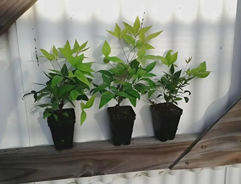 Dwarf Nandina Shrub Live Plant – 2.5 Inch Pot – Compact Outdoor Plant - Image 7