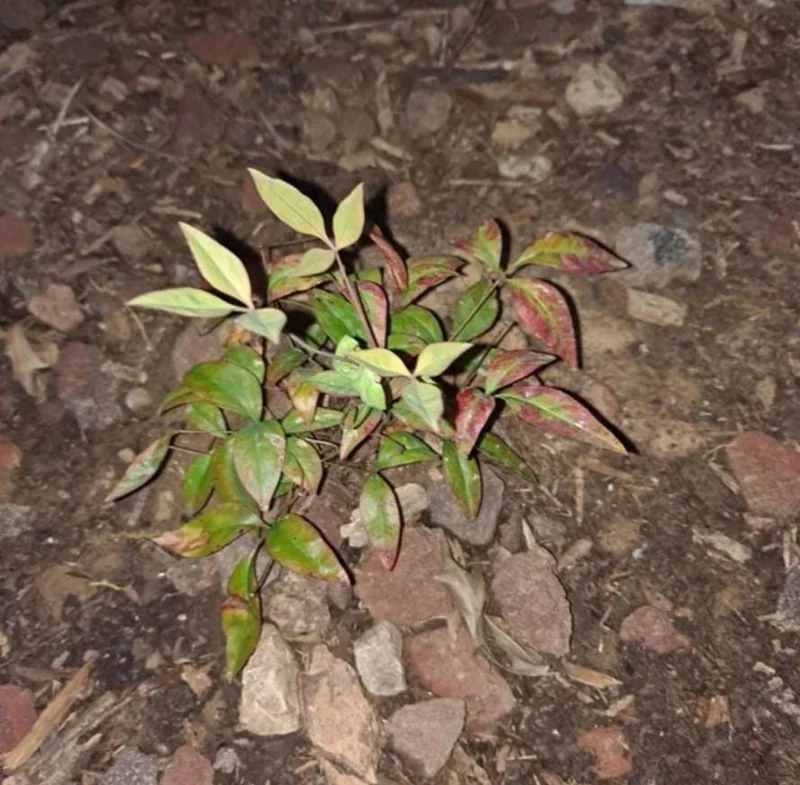 Dwarf Nandina Shrub Live Plant – 2.5 Inch Pot – Compact Outdoor Plant - Image 8