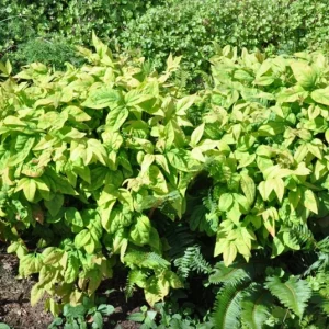 Dwarf Nandina Shrub Live Plant – 2.5 Inch Pot – Compact Outdoor Plant - Image 9