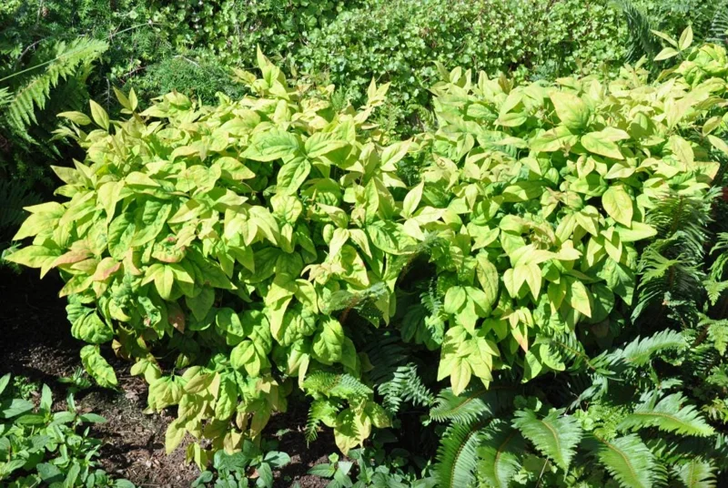 Dwarf Nandina Shrub Live Plant – 2.5 Inch Pot – Compact Outdoor Plant - Image 9