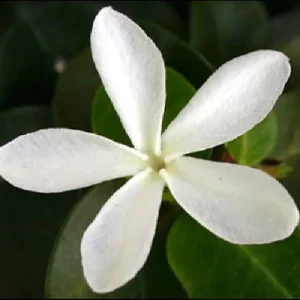 Dwarf Natal Plum Tree Live Plant – Carissa Macrocarpa – 6 inch Pot – Outdoor Shrub - Image 3