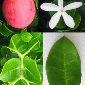 Dwarf Natal Plum Tree Live Plant – Carissa Macrocarpa – 6 inch Pot – Outdoor Shrub - Image 4