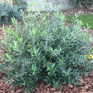 Dwarf Olive Live Plant - Olea Europaea in 4" Pot - Indoor/Outdoor - Image 2